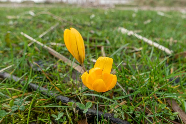 Auf Einer Grünen Wiese Stehen Zwei Gelbe Krokusse — Stockfoto