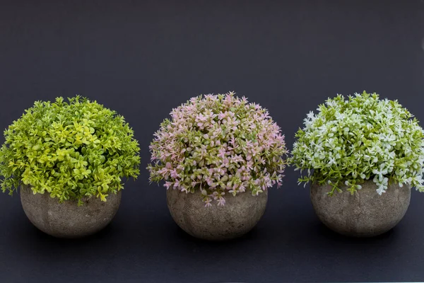 three round potted plants stand side by side on a dark base