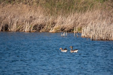 Bir çift gri lag kaz baharda bir gölden yüzer.