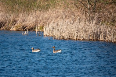 Bir çift gri lag kaz baharda bir gölden yüzer.