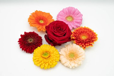 Farklı renkte Gerbera çiçekleri beyaz bir üste yan yana uzanır. 