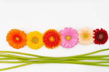 Farklı renkte Gerbera çiçekleri beyaz bir üste yan yana uzanır ve onların yanında yeşil saplar yatar.