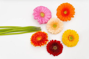Farklı renkte Gerbera çiçekleri beyaz bir üste yan yana uzanır ve onların yanında yeşil saplar yatar.
