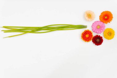 Farklı renkte Gerbera çiçekleri beyaz bir üste yan yana uzanır ve onların yanında yeşil saplar yatar.
