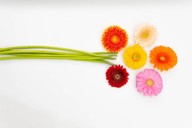 Farklı renkte Gerbera çiçekleri beyaz bir üste yan yana uzanır ve onların yanında yeşil saplar yatar.