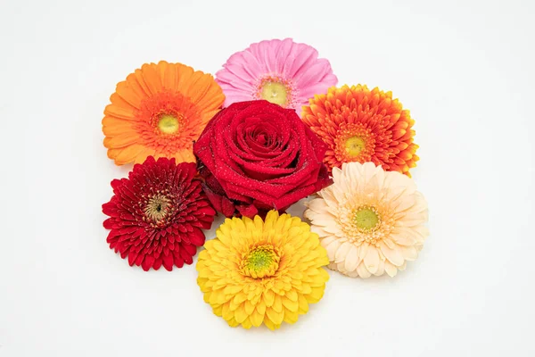 Flores Gerberas Diferentes Colores Encuentran Una Lado Otra Sobre Una —  Fotos de Stock