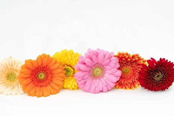 Różnobarwne Kwiaty Gerbery Leżą Obok Siebie Białej Podstawie — Zdjęcie stockowe