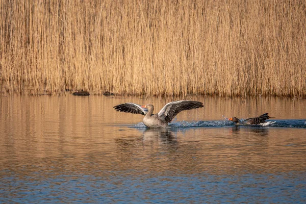 Ein Paar Graugänse Schwimmt Frühling Auf Einem Blauen See — Stockfoto