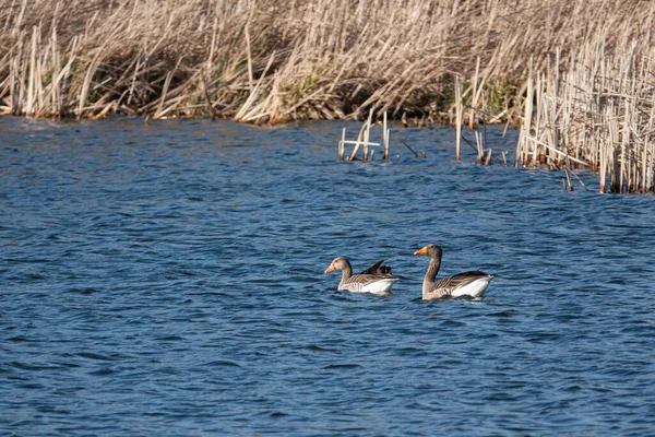 Pereche Gâște Gri Înotând Lac Albastru Primăvară — Fotografie, imagine de stoc