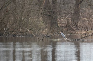 Büyük beyaz balıkçıl bir gölde yiyecek arıyor.
