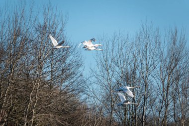 Bir grup beyaz kuğu mavi gökyüzünde birbirine yakın uçuyor.