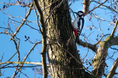 Harika bir benekli ağaçkakan yiyecek aramak için bir ağaçta asılı duruyor.