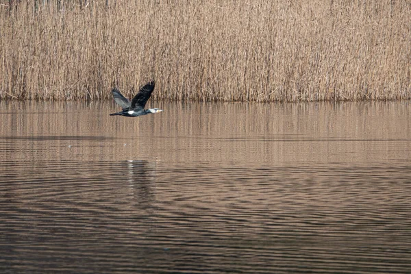 Ein Schwarzer Komoran Fliegt Dicht Über Das Wasser Und Sucht — Stockfoto