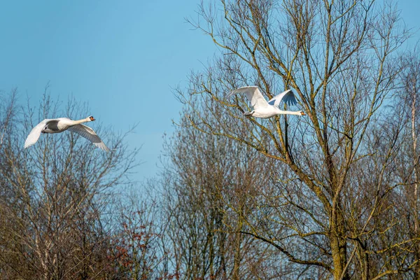 Група Білих Лебедів Літає Близько Разом Блакитному Небі — стокове фото