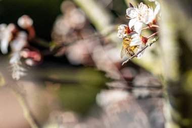 Bacaklarında polen olan bir bal arısı erik ağacının çiçeklerinden nektar toplar.