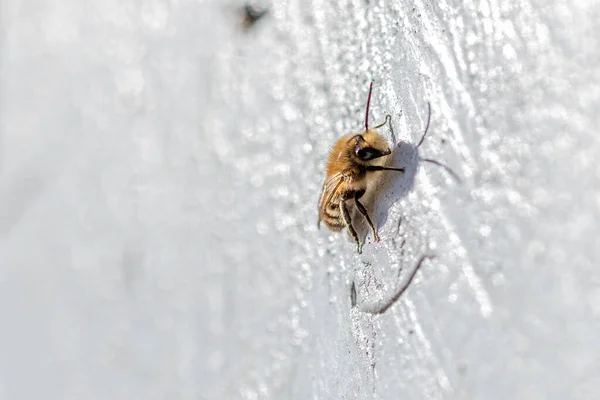 Una Abeja Miel Calienta Sol Primavera Una Pared Blanca — Foto de Stock