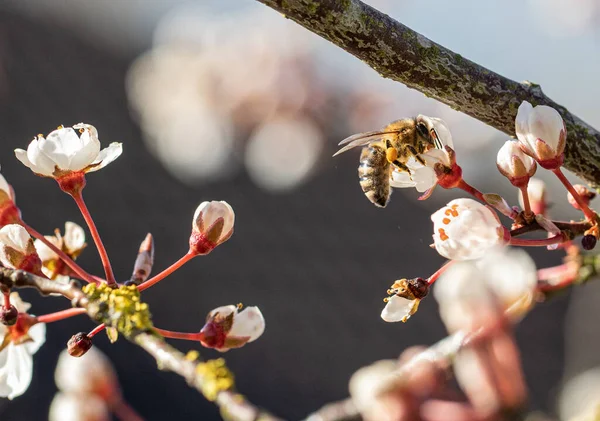 a honey bee with pollen on its legs collects nectar from the flowers of a plum tree