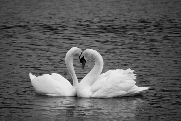 Δύο Λευκοί Κύκνοι Ερωτευμένοι Φλερτάρουν Μια Λίμνη — Φωτογραφία Αρχείου