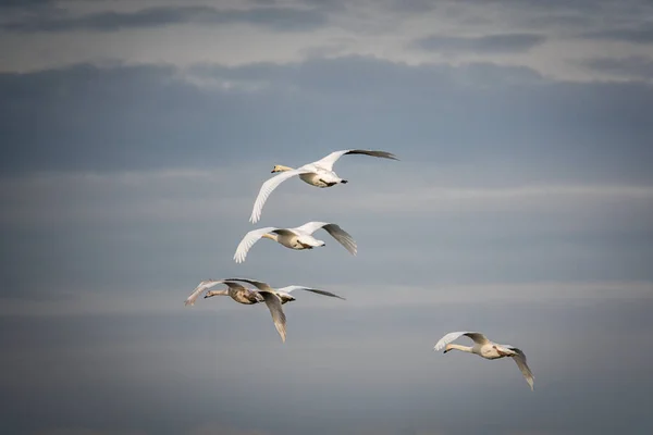 Група Білих Лебедів Летить Близько Один Одного — стокове фото