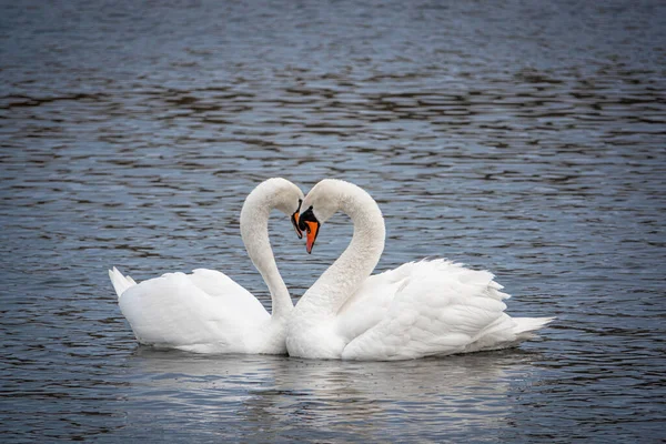 Dos Cisnes Blancos Enamorados Cortejando Lago — Foto de Stock