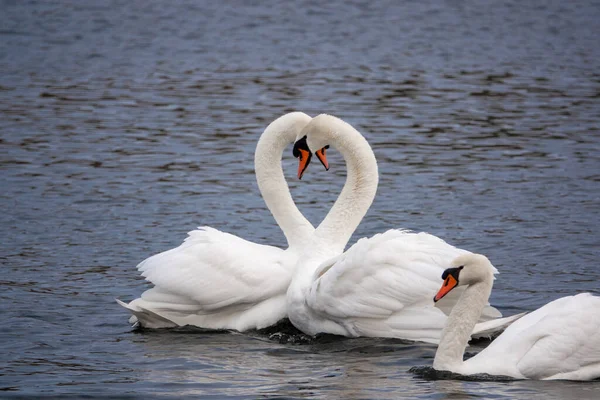 Due Cigni Bianchi Innamorati Che Corteggiano Lago — Foto Stock