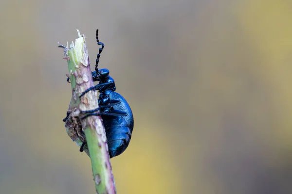 Escarabajo Venenoso Del Aceite Púrpura Trepa Alrededor Una Rama — Foto de Stock