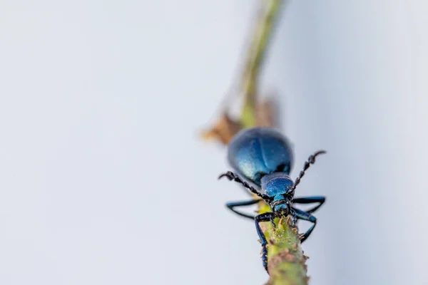 毒のある紫色の油甲虫が枝の上を歩き回り — ストック写真