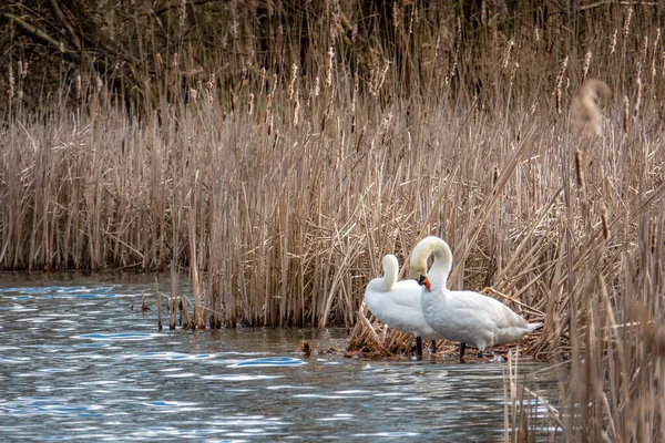 Par Cisnes Juntos Nido Junto Lago Primavera —  Fotos de Stock