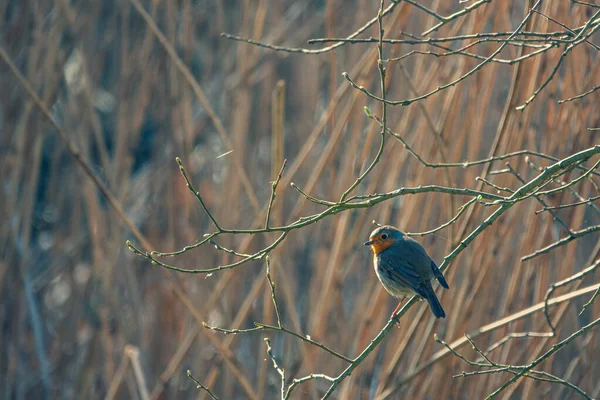 Robin Sits Branch Looks Camera — Stock Photo, Image