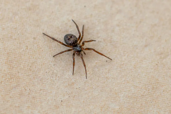 一只棕色的小蜘蛛爬过铺了瓷砖的厨房地板 — 图库照片
