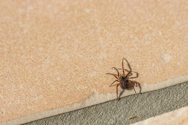 一只棕色的小蜘蛛爬过铺了瓷砖的厨房地板 — 图库照片