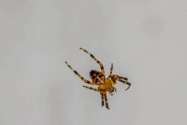 Small Brown Orange Spider Sits Its Web Awaits Prey — стоковое фото