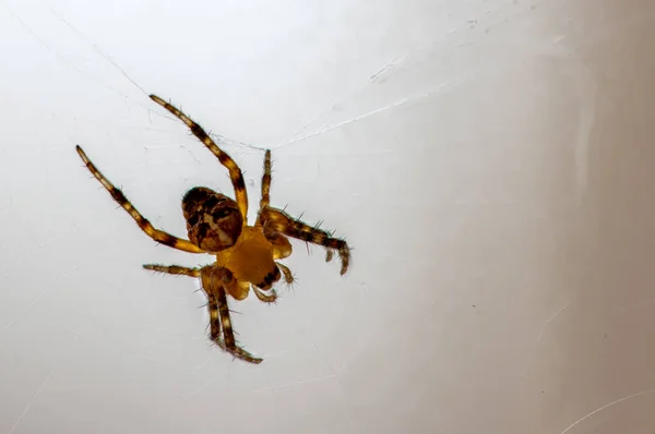 Small Brown Orange Spider Sits Its Web Awaits Prey — стоковое фото