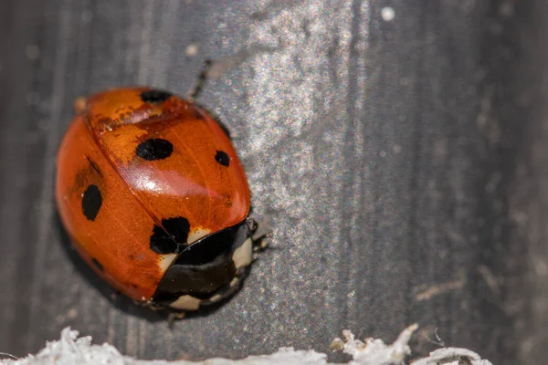 Une Coccinelle Rouge Assise Sur Fond Noir — Photo