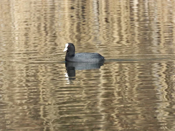 Coot Swims Water Small Lake — Stock Photo, Image