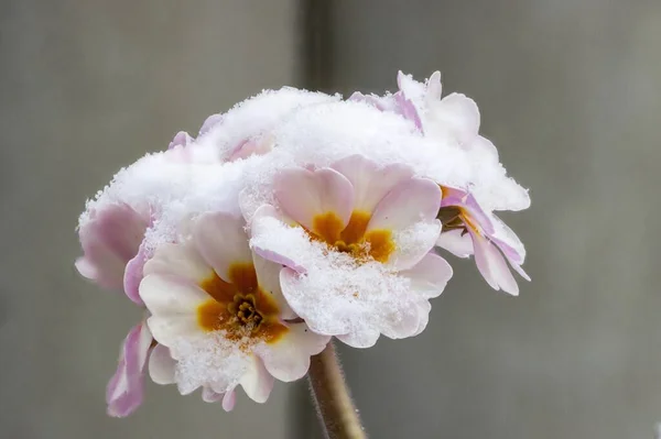 Pale Pink Flowers Primrose Covered Freshly Fallen Snow — Stock Photo, Image