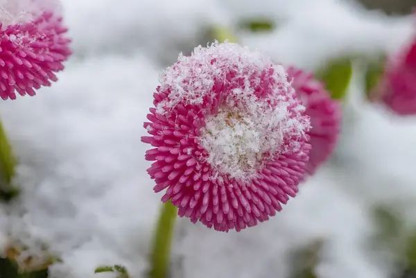 Rosa Engelsk Daisy Blomma Täckt Med Nyfallen Snö — Stockfoto