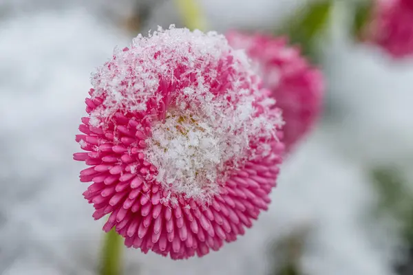 Fiore Rosa Margherita Inglese Coperto Neve Appena Caduta — Foto Stock