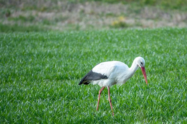 Uma Cegonha Atravessa Prado Verde Procura Comida — Fotografia de Stock