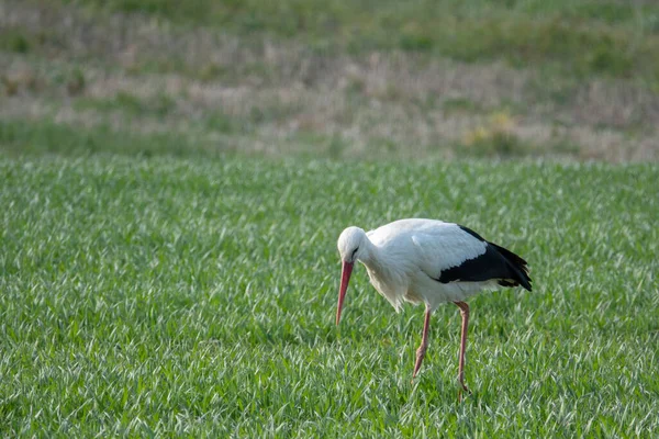 Stork Walks Green Meadow Looks Food — Stock Photo, Image