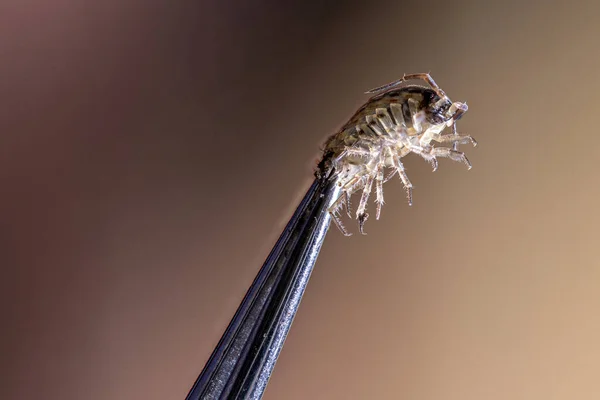 用镊子抓起的林屋的宏观照片 — 图库照片