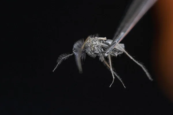 Una Macro Toma Mosquito Que Sostenido Por Pinzas —  Fotos de Stock