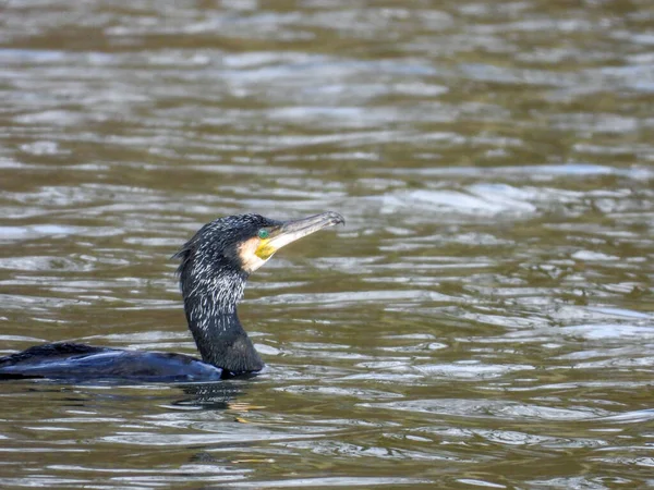 Een Zwarte Aalscholver Zwemt Het Meer Zoek Naar Voedsel — Stockfoto