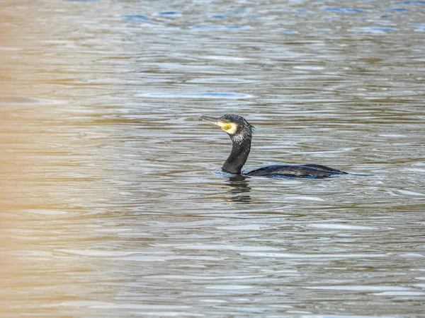 Cormoran Negru Înoată Lac Căutare Mâncare — Fotografie, imagine de stoc