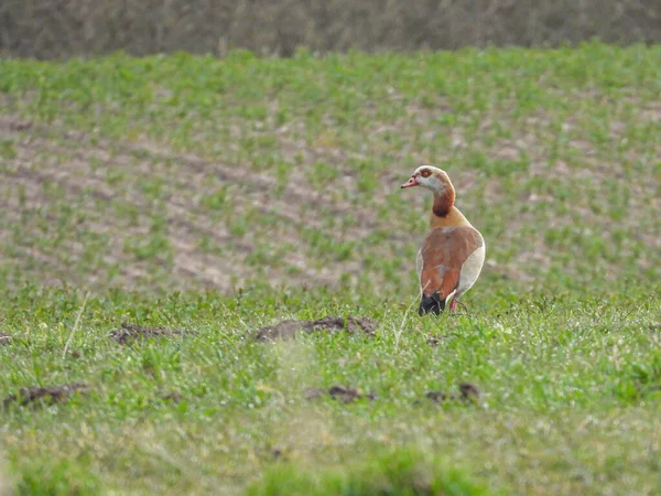 Een Nijlgans Staat Een Veld Kijkt Camera — Stockfoto