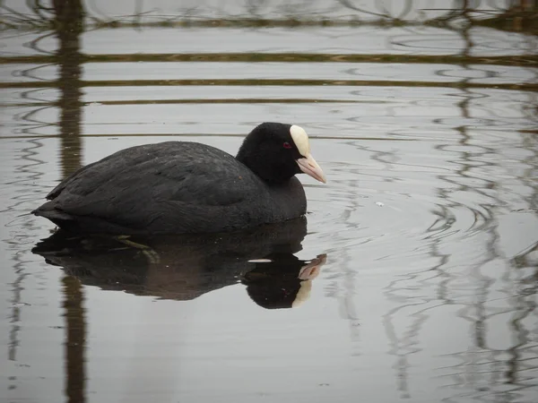 a close-up of a coot that swims on a lake