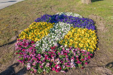 Bir çayıra bir sürü farklı renkli hanım evladı dikilir.