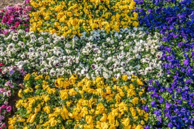 Bir çayıra bir sürü farklı renkli hanım evladı dikilir.
