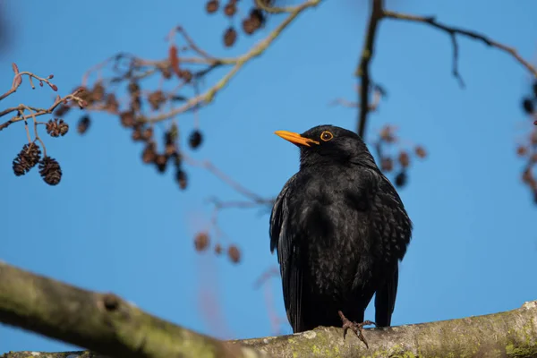 Een Close Van Een Merel Die Camera Kijkt Lucht Blauw — Stockfoto