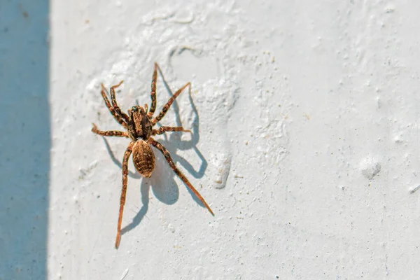 Small Brown Hairy Spider Lurks White Wall Prey — Stock Photo, Image